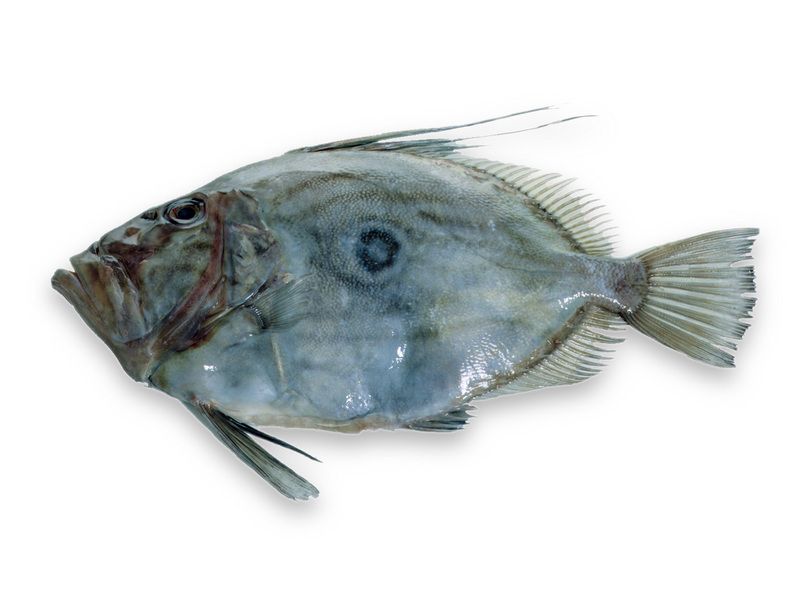 Fotografie din rețeta John Dory cu ghimbir si citrice