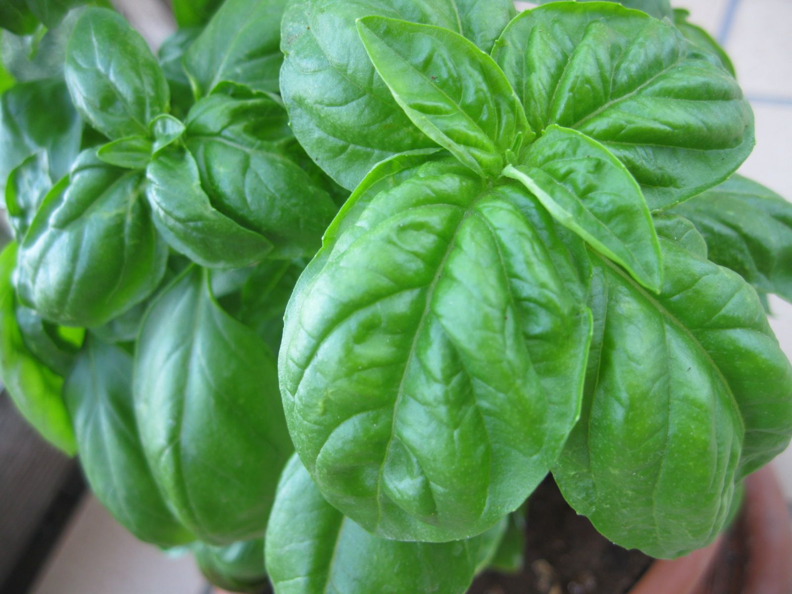Fotografie din rețeta Paste cu pesto făcut în casa